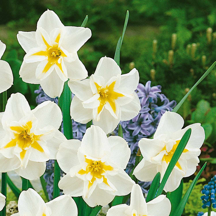 Narcissus 'Lemon Beauty' - 10 Bulbs