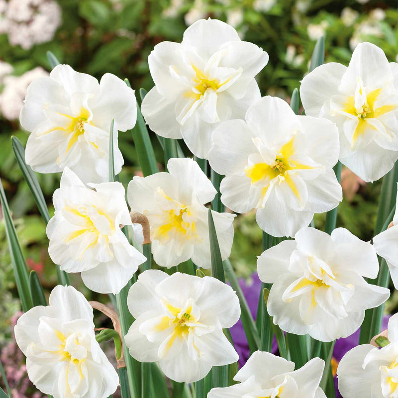 Narcissus 'Lemon Beauty' - 10 Bulbs