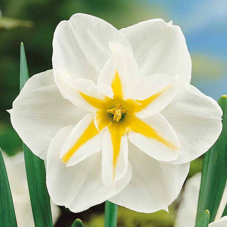 Narcissus 'Lemon Beauty' - 10 Bulbs