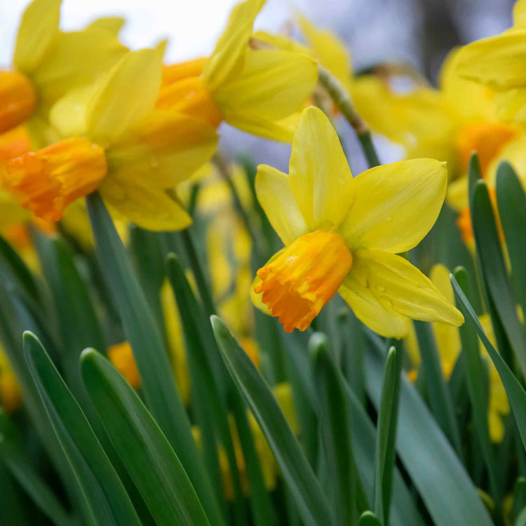 Narcissus 'Jetfire' - 10 Bulbs