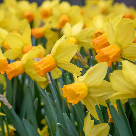 Narcissus 'Jetfire' - 10 Bulbs