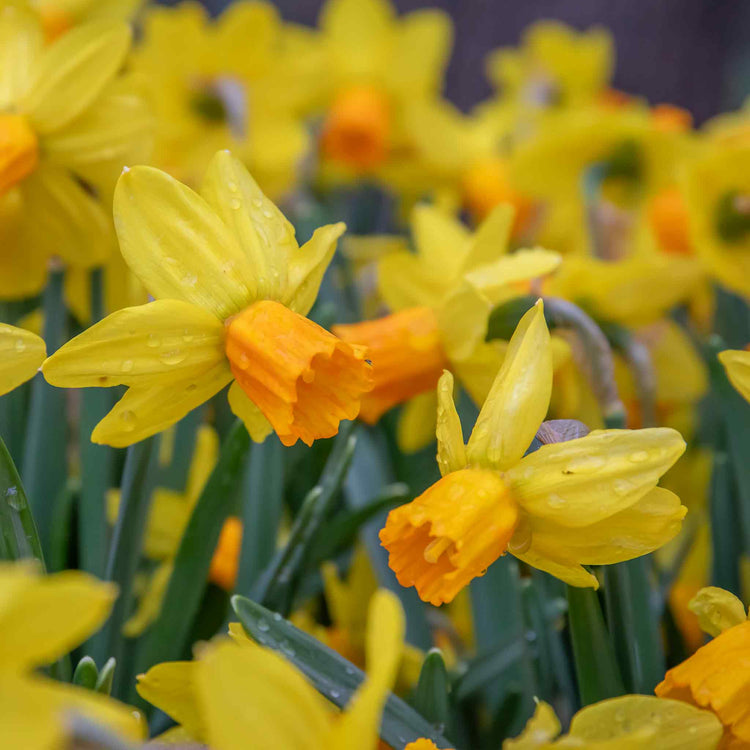 Narcissus 'Jetfire' - 10 Bulbs