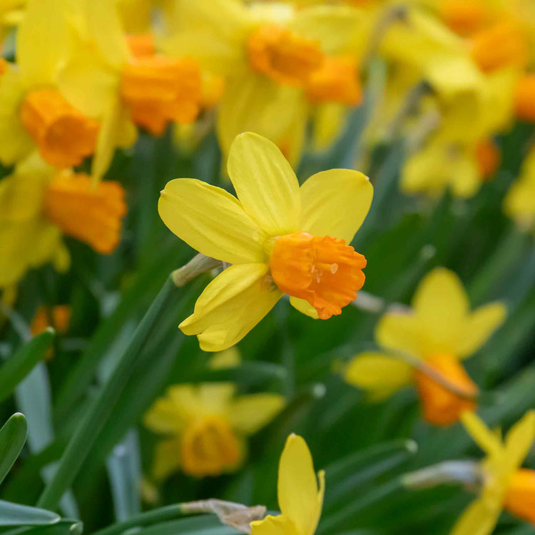 Narcissus 'Jetfire' - 10 Bulbs