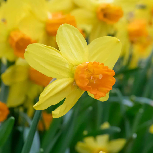 Narcissus 'Jetfire' - 10 Bulbs