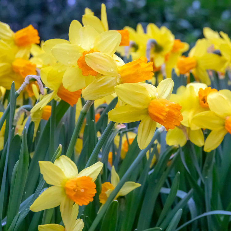Dwarf Daffodil Bulbs 'Jetfire'