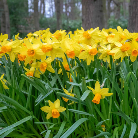 Narcissus 'Jetfire' - 10 Bulbs