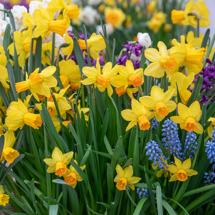 Narcissus 'Jetfire' - 10 Bulbs