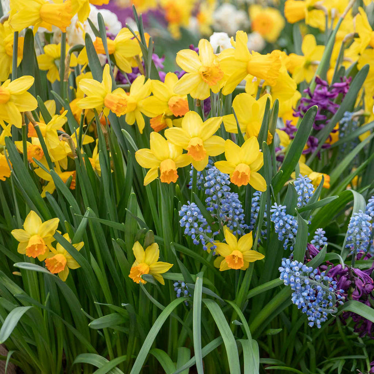 Narcissus 'Jetfire' - 10 Bulbs