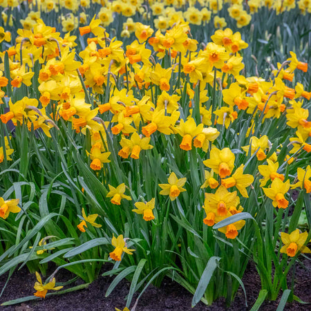 Narcissus 'Jetfire' - 10 Bulbs