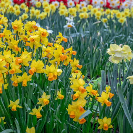 Narcissus 'Jetfire' - 10 Bulbs