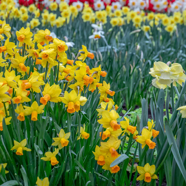 Narcissus 'Jetfire' - 10 Bulbs