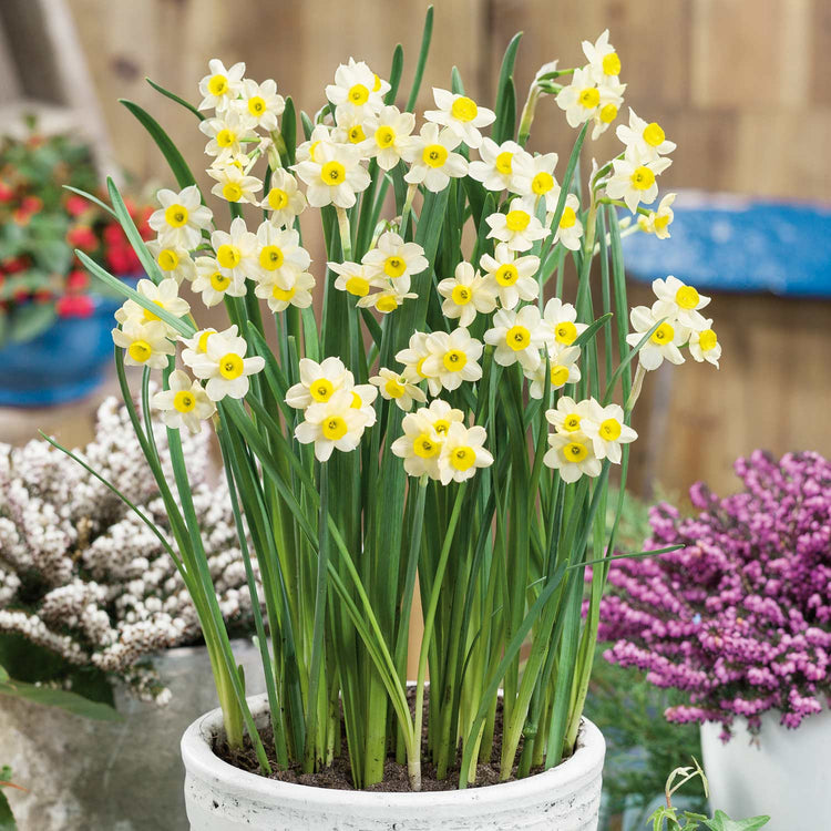 Narcissus 'Minnow' - 20 Bulbs