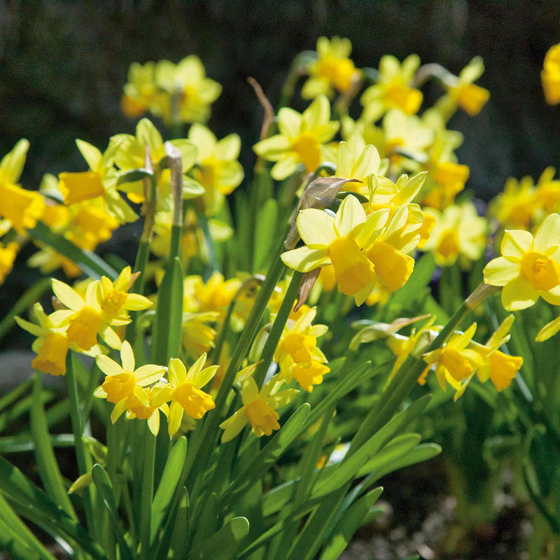 Daffodils