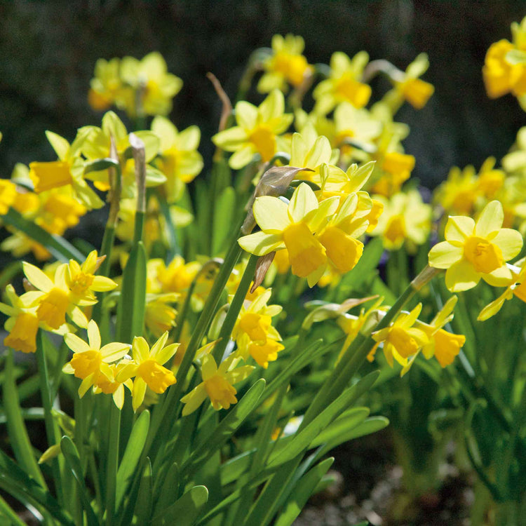 Spring Joy Bulb Mix