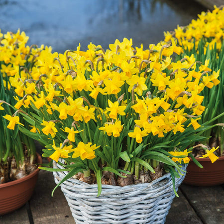 Narcissus 'Tete-a-Tete' - 20 Bulbs