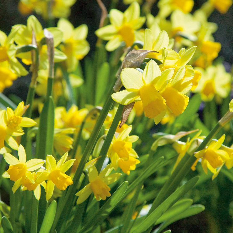 Narcissus 'Tete-a-Tete' - 20 Bulbs