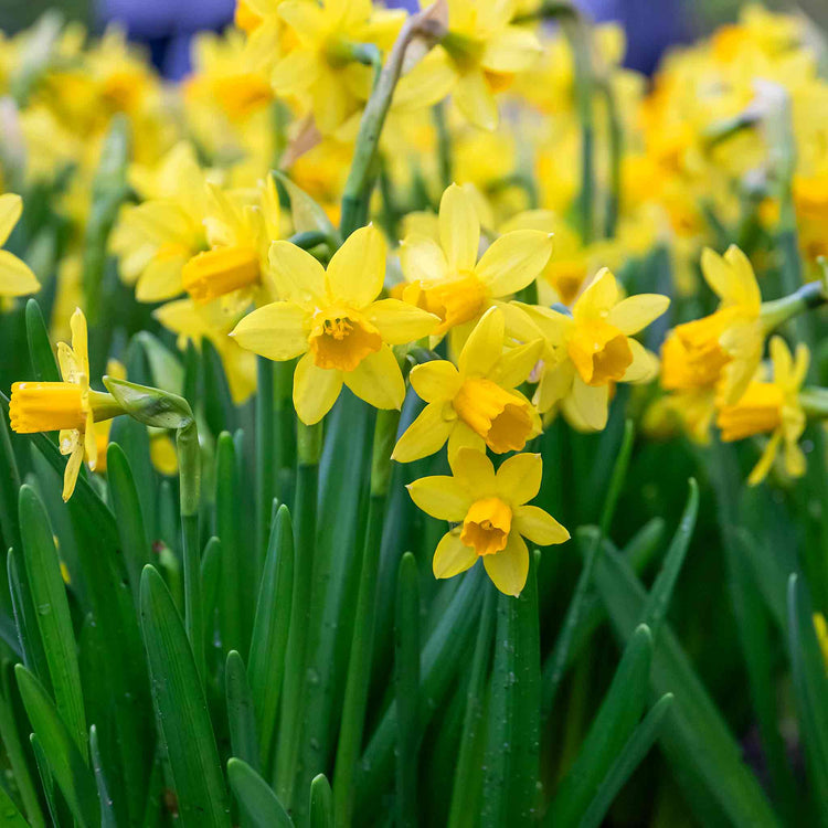 Narcissi 'Tete a Tete' Value Pack - 200 Bulbs