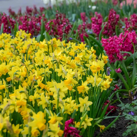 Narcissus 'Tete-a-Tete' - 20 Bulbs