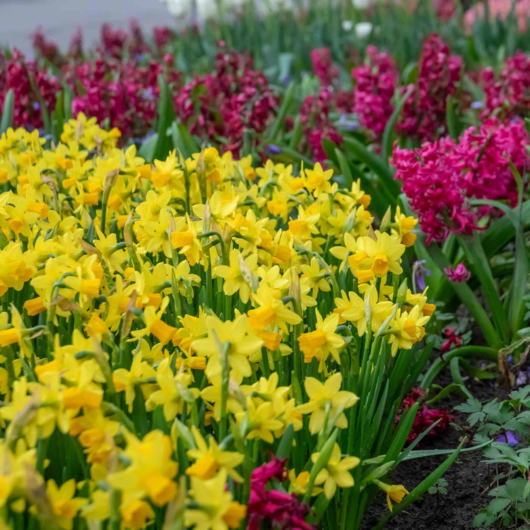 Narcissus 'Tete-a-Tete' - 20 Bulbs