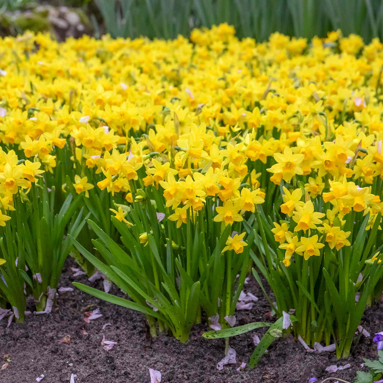 Narcissi 'Tete a Tete' Value Pack - 200 Bulbs