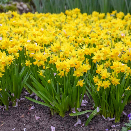 Narcissi 'Tete a Tete' Value Pack - 500 Bulbs