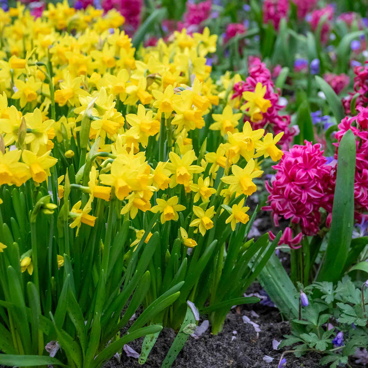 Narcissus 'Tete-a-Tete' - 20 Bulbs