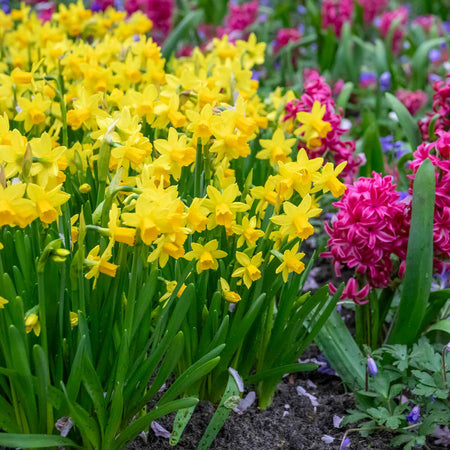 Narcissi 'Tete a Tete' Value Pack - 500 Bulbs