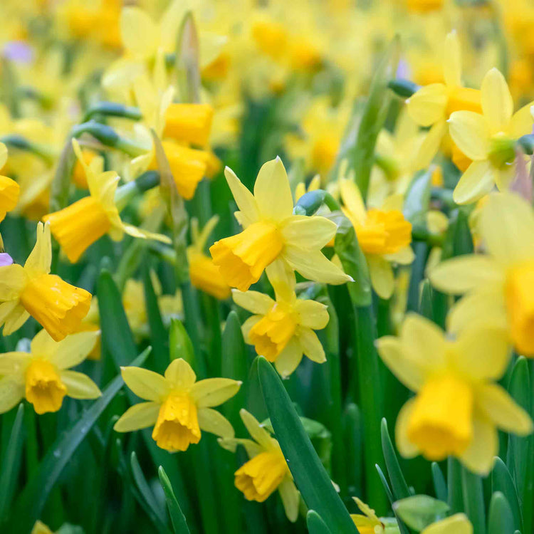 Narcissus 'Tete-a-Tete' - 20 Bulbs