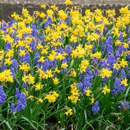 Narcissus 'Tete-a-Tete' - 20 Bulbs