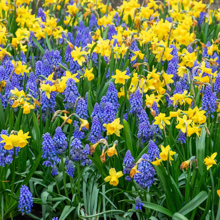 Narcissus 'Tete-a-Tete' - 20 Bulbs