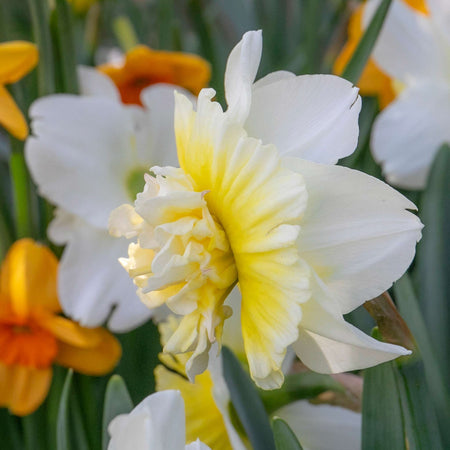 Narcissus 'Ice King' - 10 Bulbs