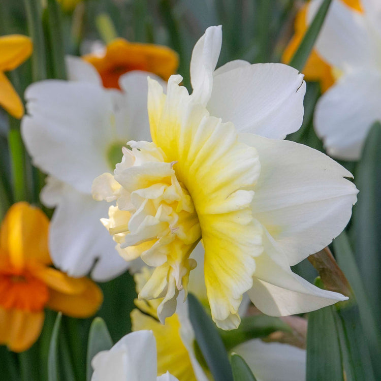 Narcissus 'Ice King' - 10 Bulbs