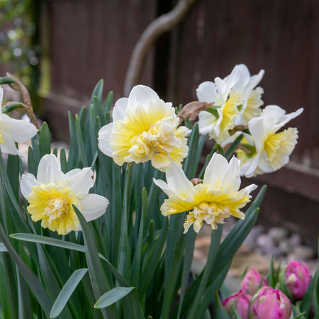 Narcissus 'Ice King' - 10 Bulbs