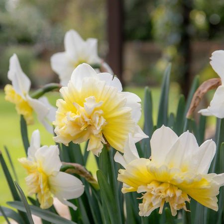 Narcissus 'Ice King' - 10 Bulbs