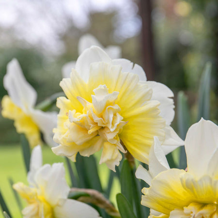 Narcissus 'Ice King' - 10 Bulbs