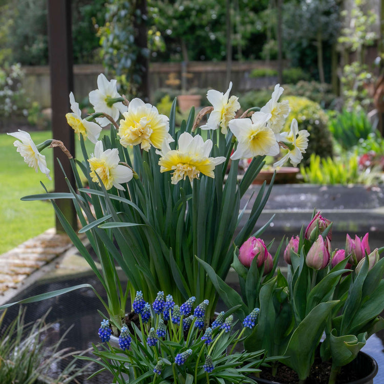 Narcissus 'Ice King' - 10 Bulbs