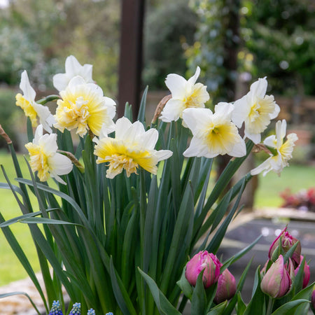 Narcissus 'Ice King' - 10 Bulbs