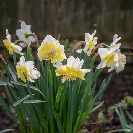 Narcissus 'Ice King' - 10 Bulbs