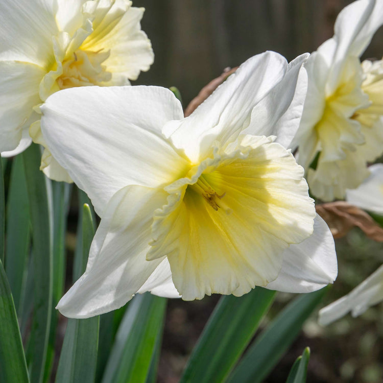 Narcissus 'Ice King' - 10 Bulbs