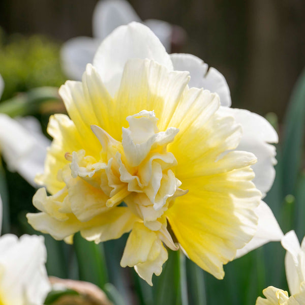 Narcissus 'Ice King' - 10 Bulbs