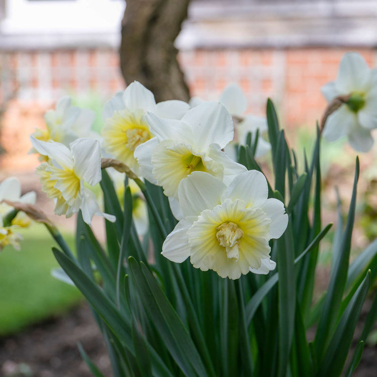 Narcissus 'Ice King' - 10 Bulbs