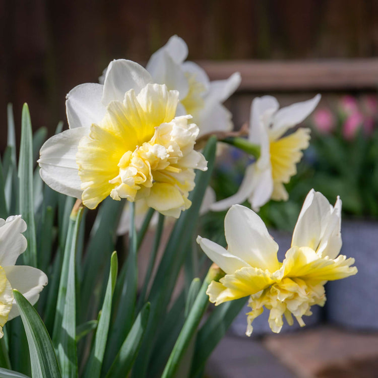 Narcissus 'Ice King' - 10 Bulbs