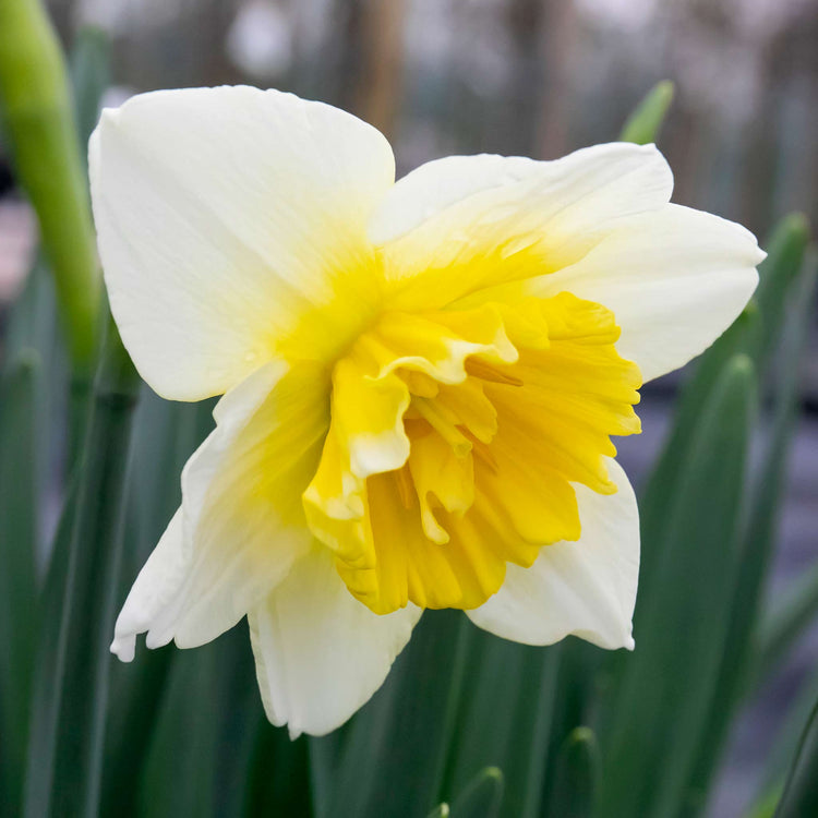 Narcissus 'Ice King' - 10 Bulbs