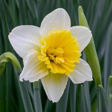 Narcissus 'Ice King' - 10 Bulbs