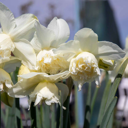 Daffodil Bulbs 'White Marvel'