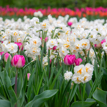 Narcissus 'Bridal Crown' - 10 Bulbs