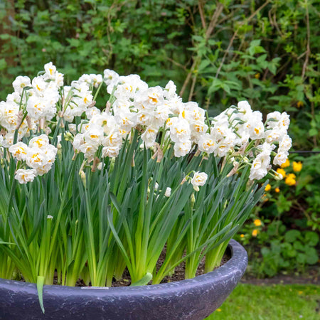 Narcissus 'Bridal Crown' - 10 Bulbs