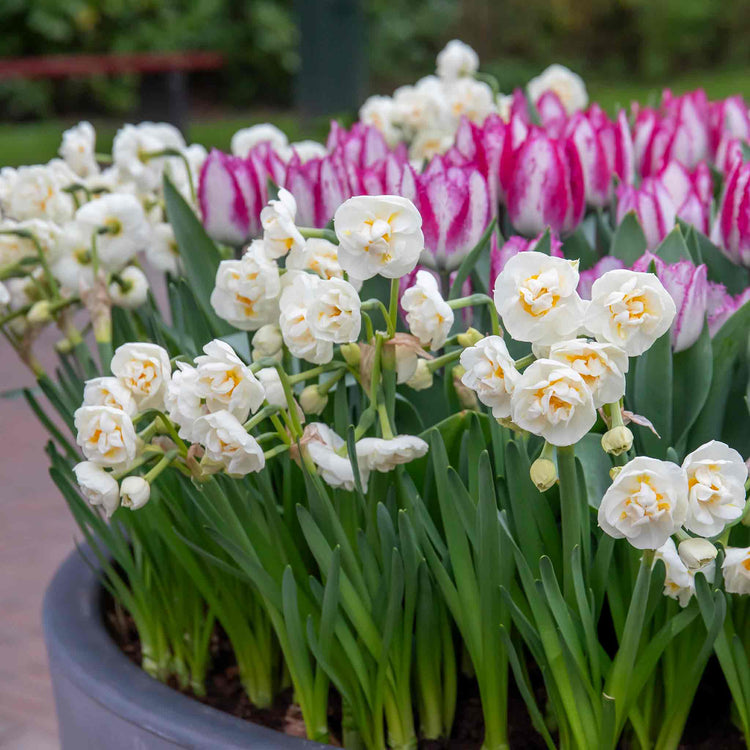 Narcissus 'Bridal Crown' - 10 Bulbs