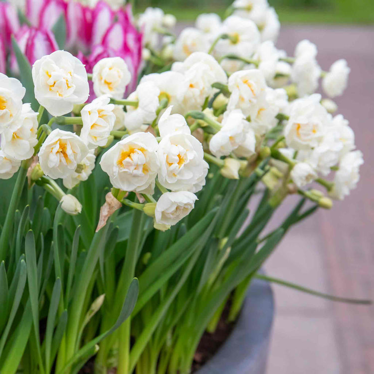 Narcissus 'Bridal Crown' - 10 Bulbs