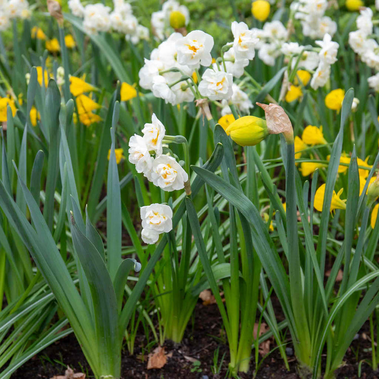 Narcissus 'Bridal Crown' - 10 Bulbs